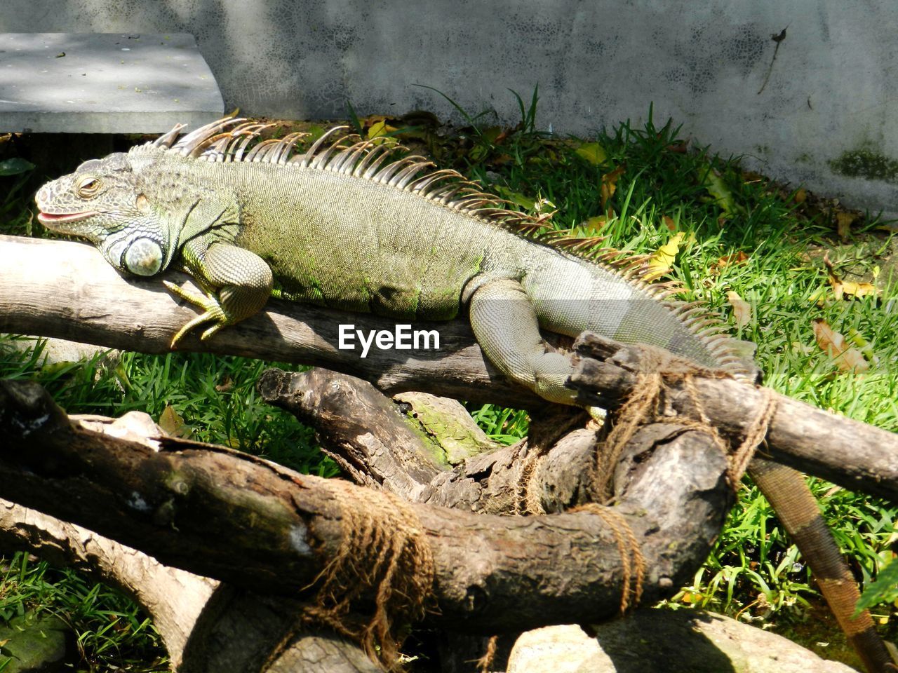 HIGH ANGLE VIEW OF LIZARD ON WOODEN LOG