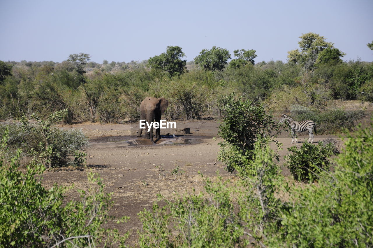 Elephant in a field