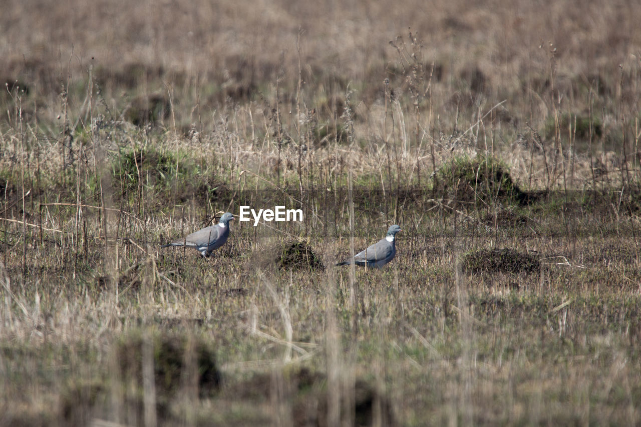 FLOCK OF BIRDS IN THE FIELD