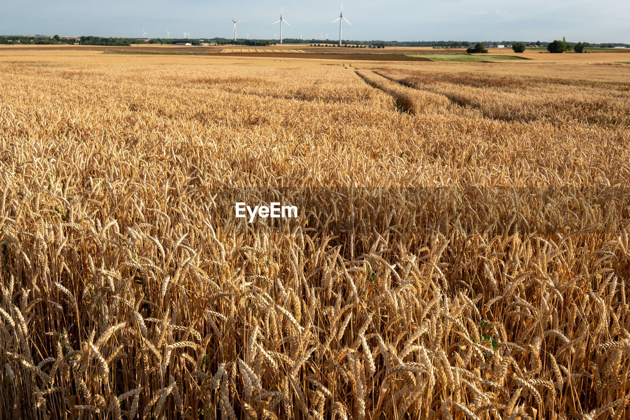 Scenic view of wheat field