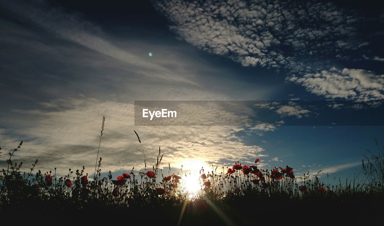 Poppies on field against sky during sunset