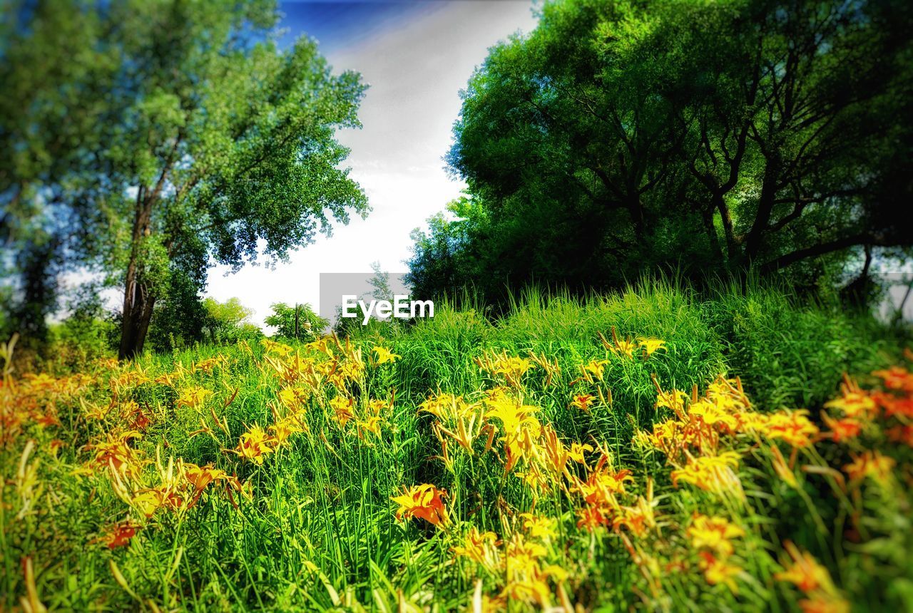 VIEW OF FLOWERING PLANTS ON LAND