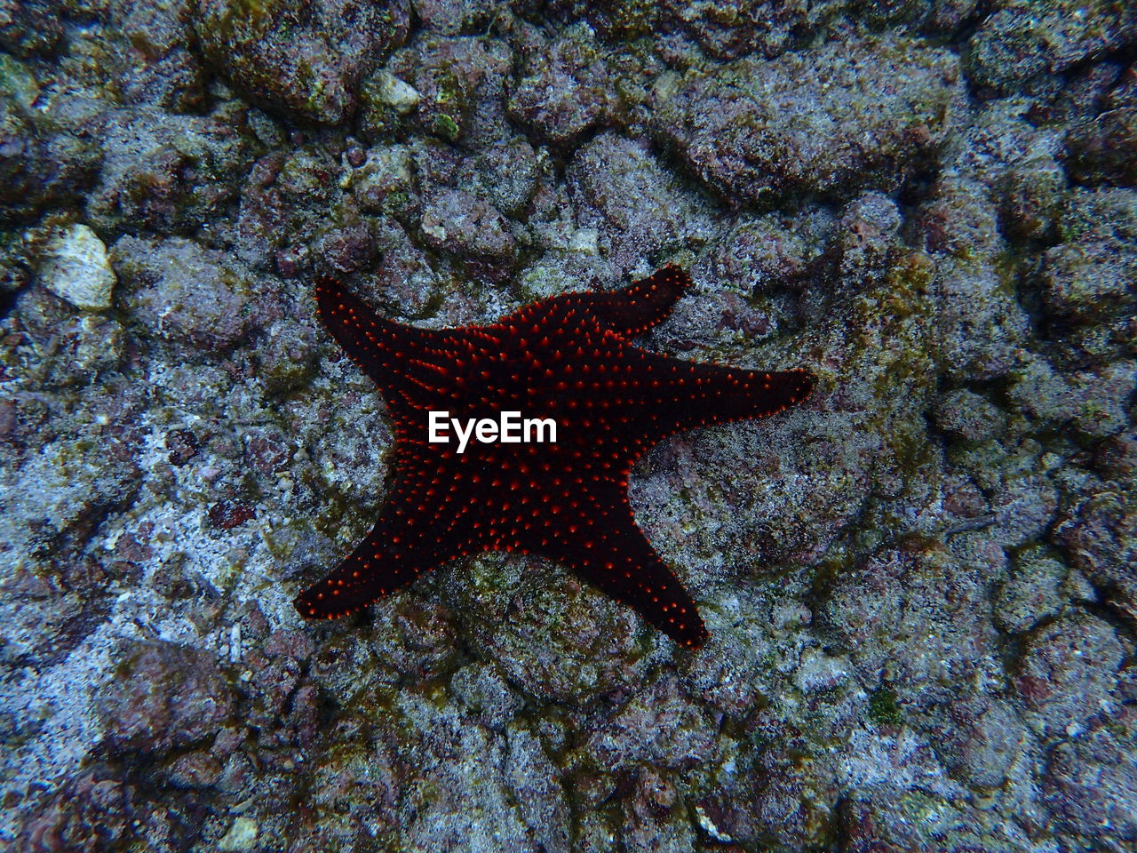 CLOSE-UP OF FISH