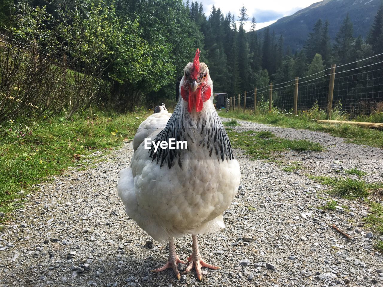 CLOSE-UP OF BIRD ON FIELD