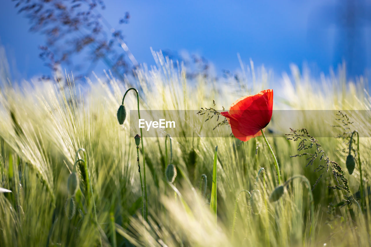 CLOSE-UP OF RED POPPY FLOWER ON FIELD