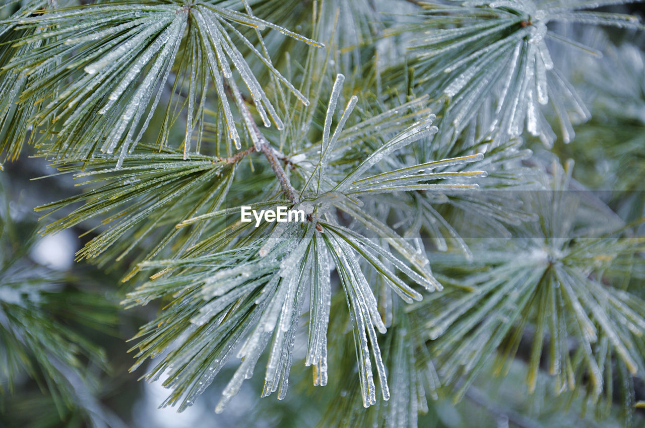 Close-up of frozen pine tree needles