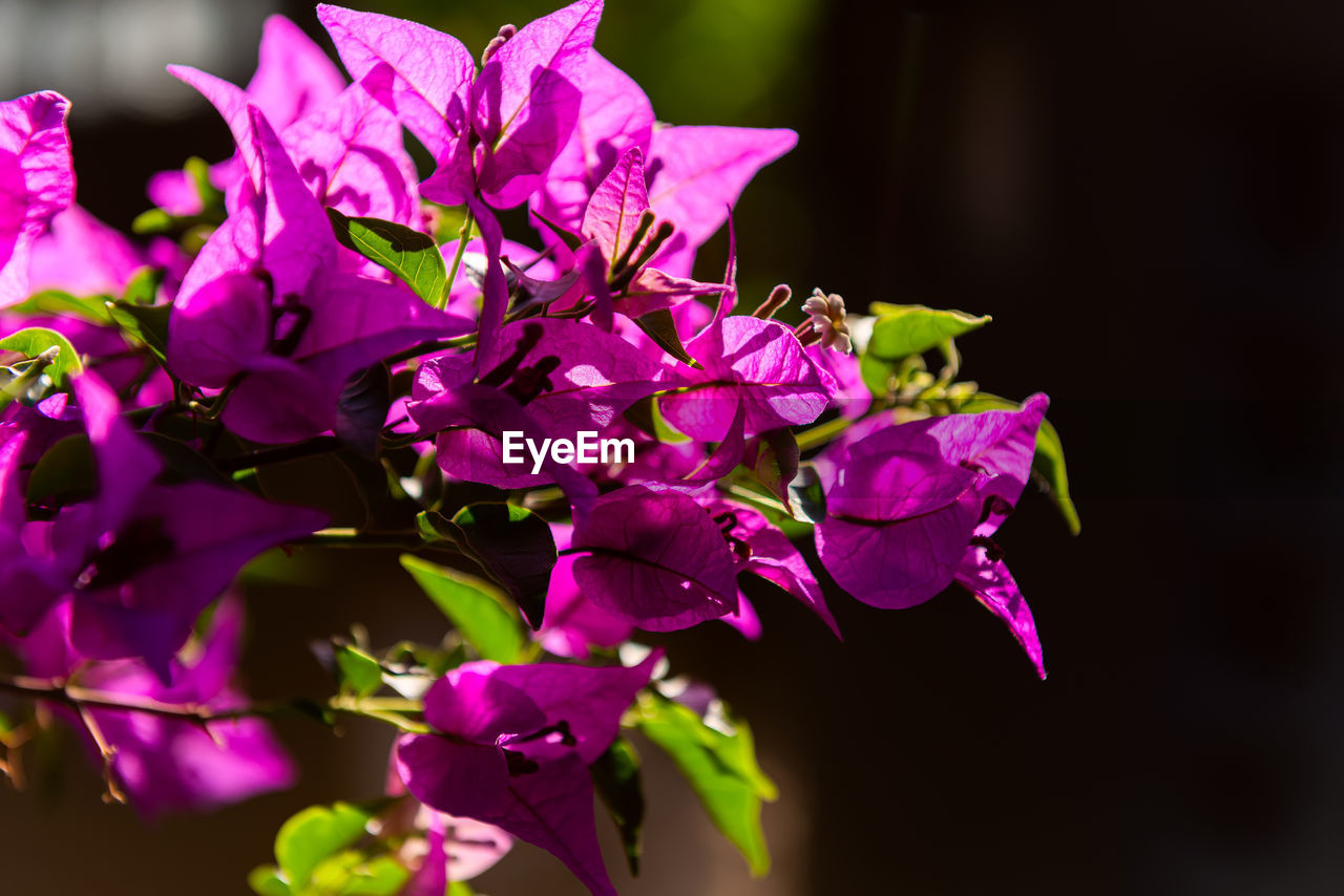 Magenta bougainvillea flowers. bougainvillea flowers as a background. floral background.