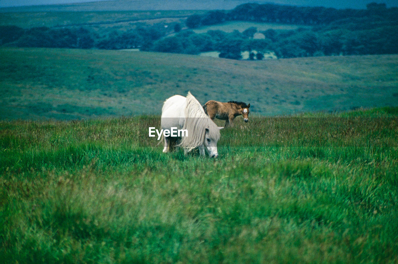 Dartmoor pony on a meadow