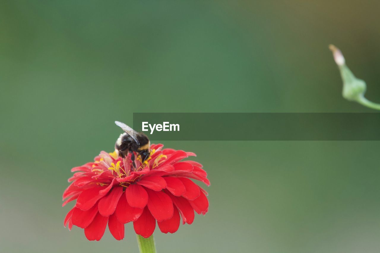 CLOSE-UP OF BEE ON FLOWER