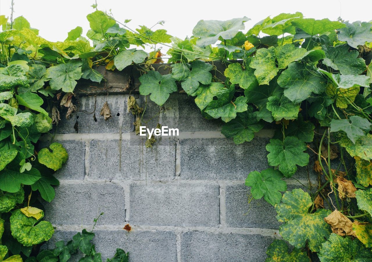 Low angle view of ivy on wall