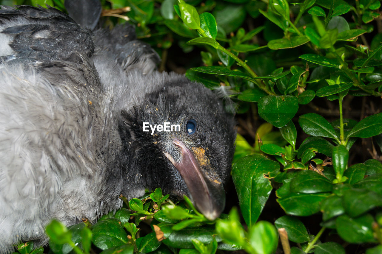 CLOSE-UP OF A DUCK