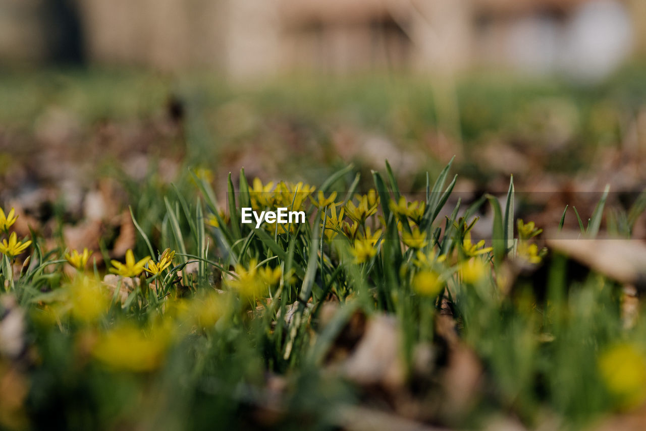 CLOSE-UP OF YELLOW FLOWERS ON FIELD