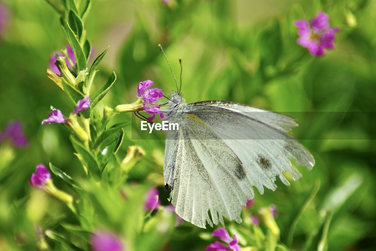 Close-up of butterfly pollinating on flower - indian cabbage white, pieris canidia