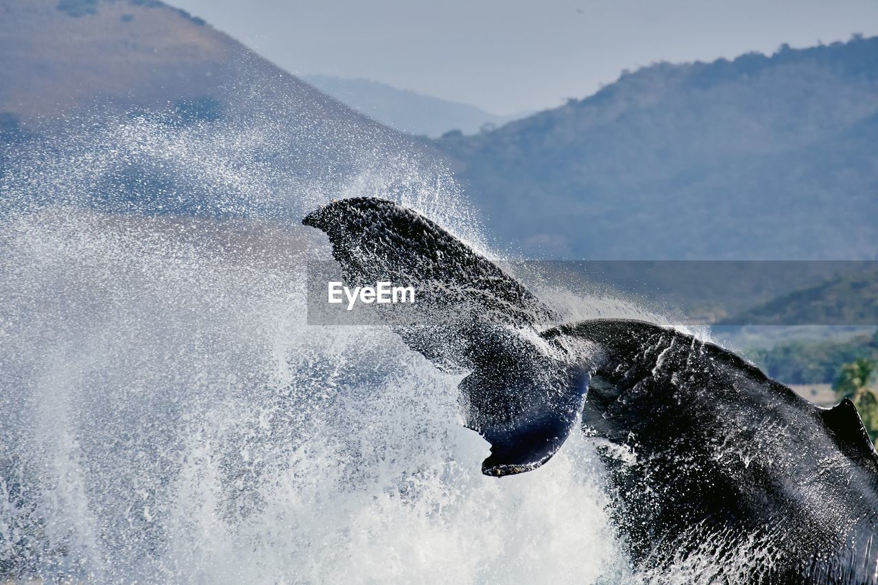 Whale tail splashing water against mountains