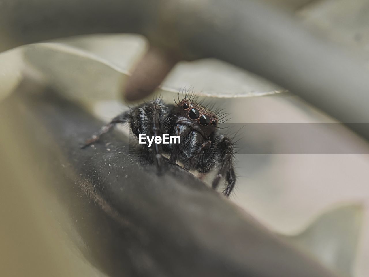 CLOSE-UP OF A SPIDER