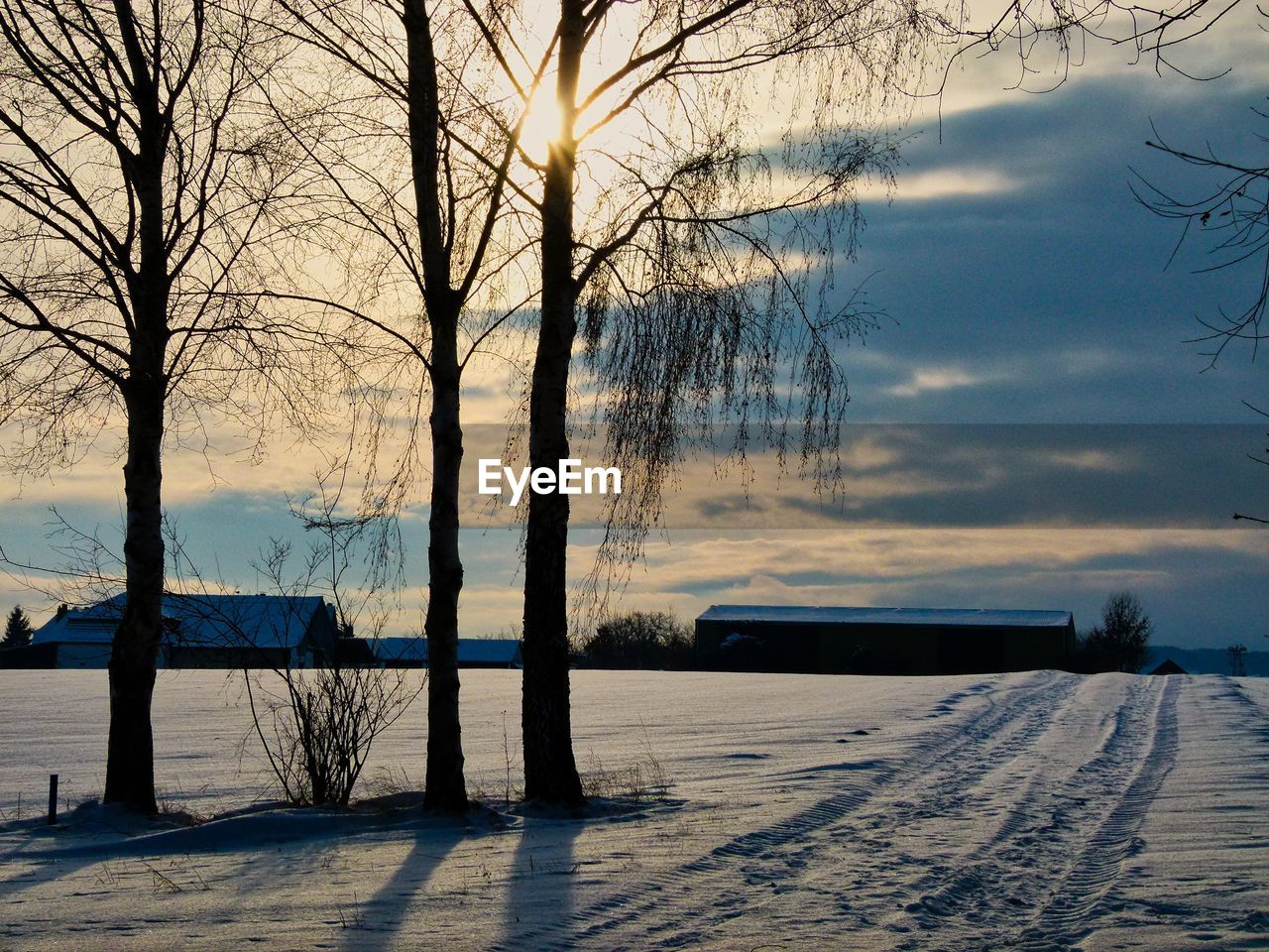 BARE TREES BY FROZEN LAKE AGAINST SKY