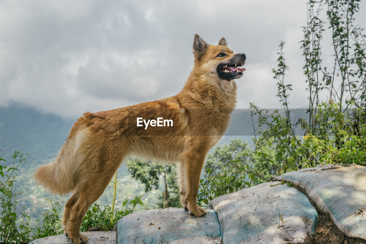 Full length of a dog standing on rock