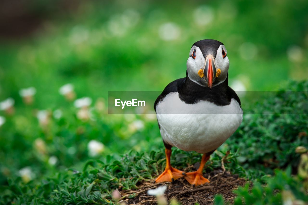 Close-up of puffin on field