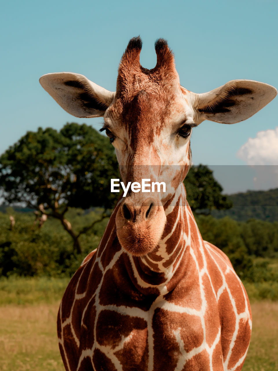 Portrait of giraffe against sky