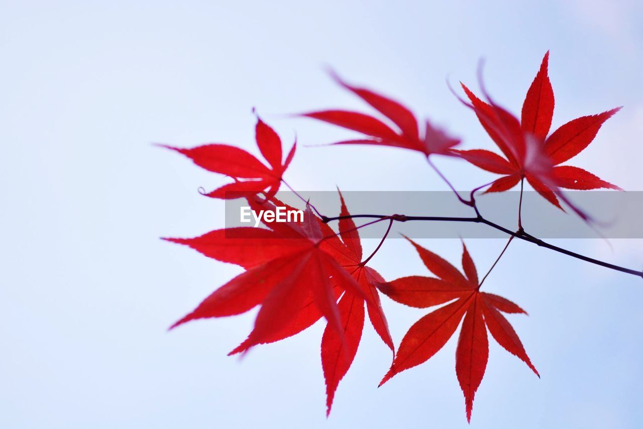 Close-up of maple leaves against clear sky