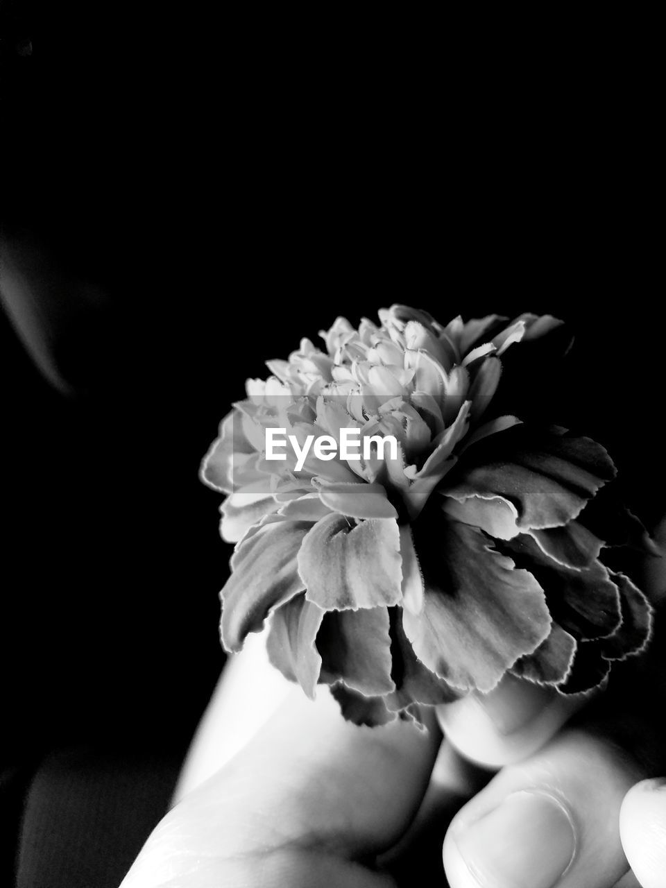 CLOSE-UP OF HAND HOLDING FLOWERS OVER BLACK BACKGROUND