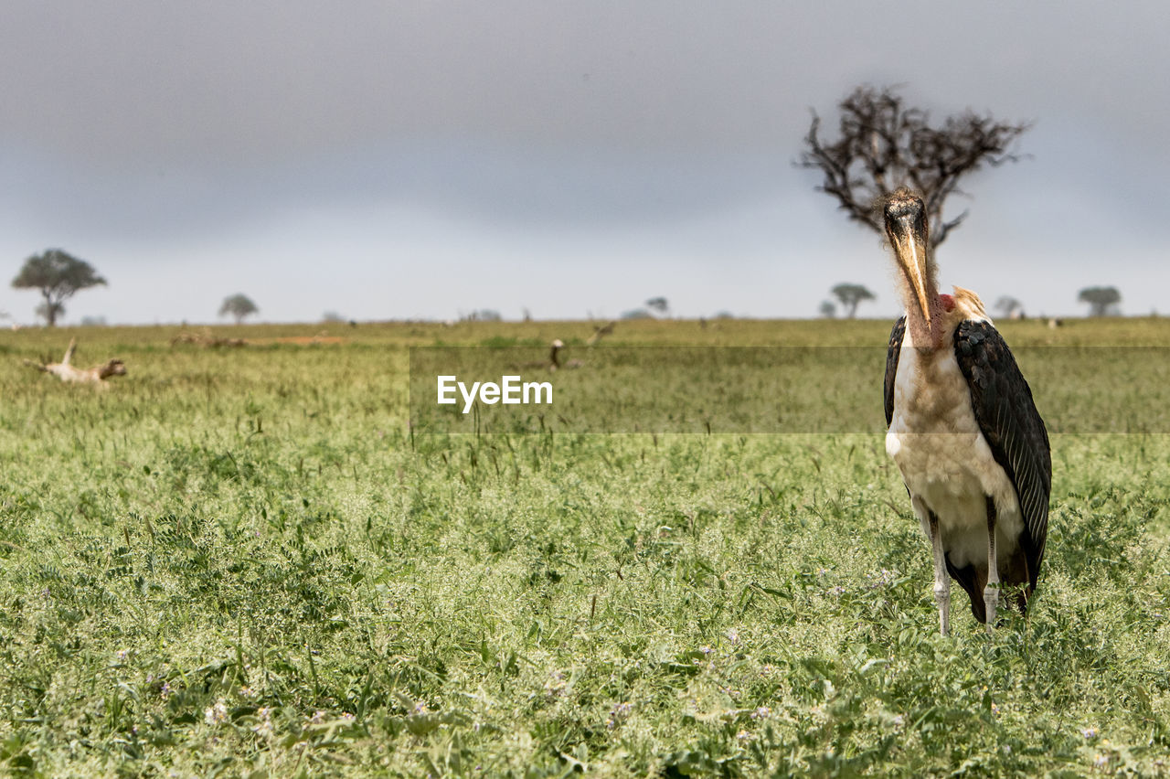 SHEEP ON GRASSY FIELD AGAINST SKY