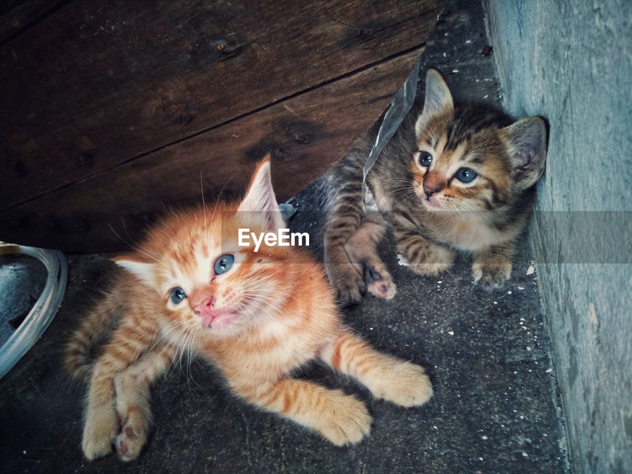 HIGH ANGLE VIEW PORTRAIT OF CATS ON A WALL