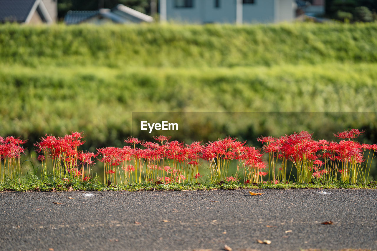 Close-up of plants on field