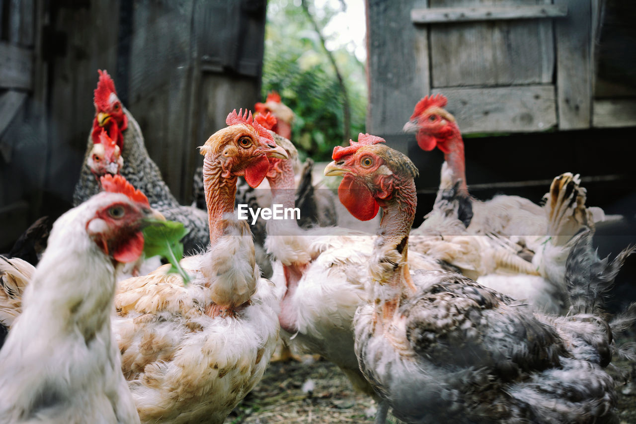 Flock of chicken birds in farm