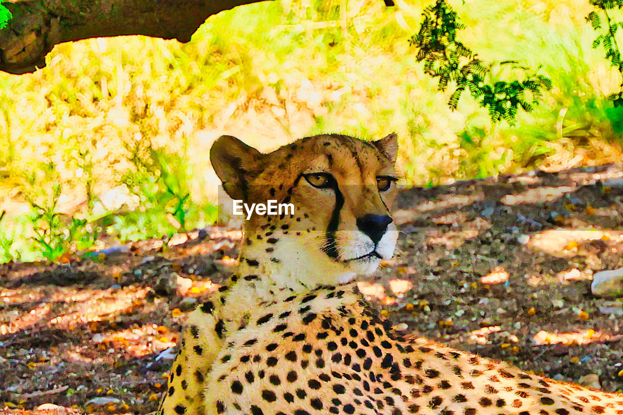 animal, animal themes, feline, big cat, mammal, cat, animal wildlife, wildlife, one animal, cheetah, carnivora, felidae, spotted, nature, no people, safari, leopard, day, portrait, relaxation, domestic animals, undomesticated cat, pet, outdoors, plant, looking, looking at camera, animal markings, tree, focus on foreground, beauty in nature, animals hunting, carnivore, land