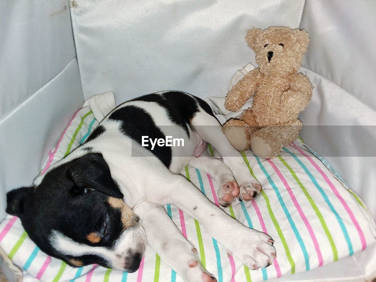 HIGH ANGLE VIEW OF DOG SLEEPING IN A BED