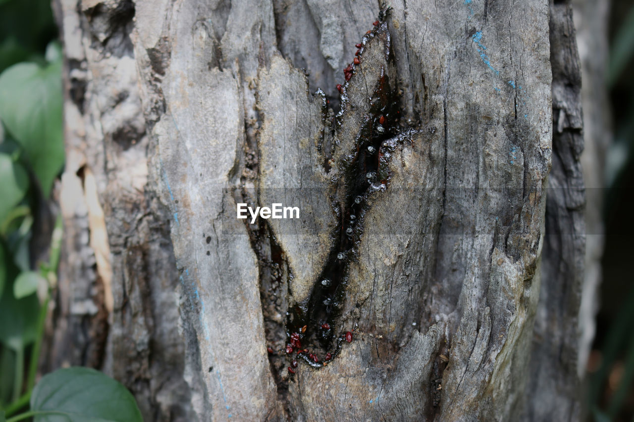 CLOSE-UP OF DEAD TREE TRUNK
