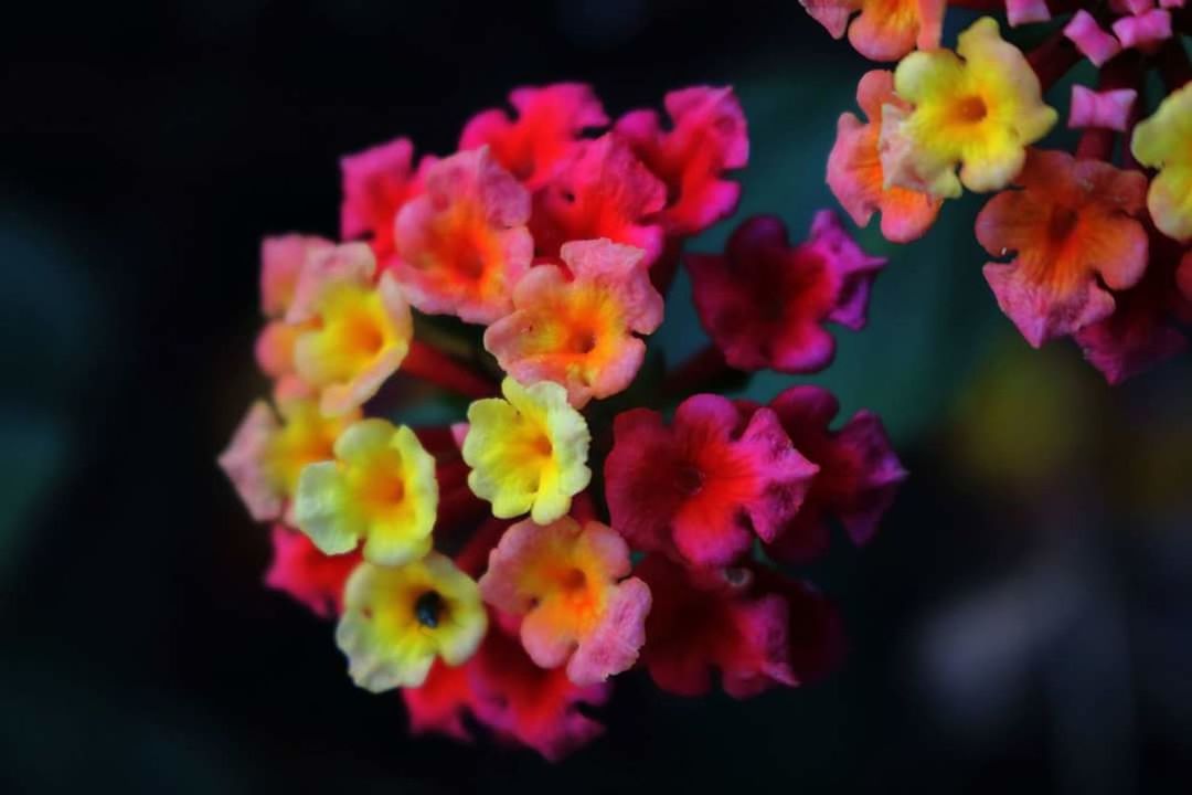 CLOSE-UP OF FLOWERS