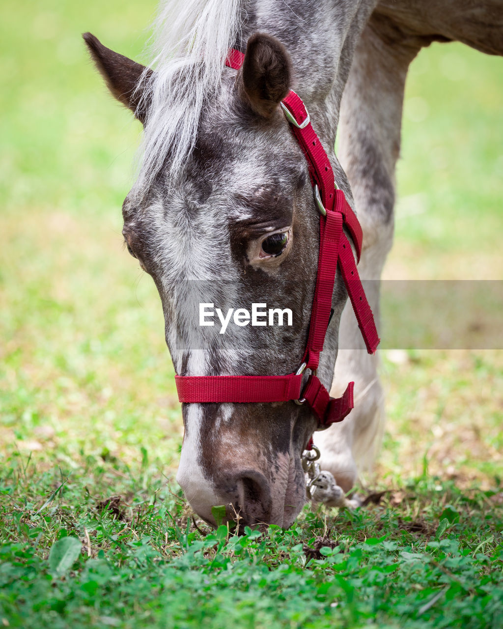 Horse in a field