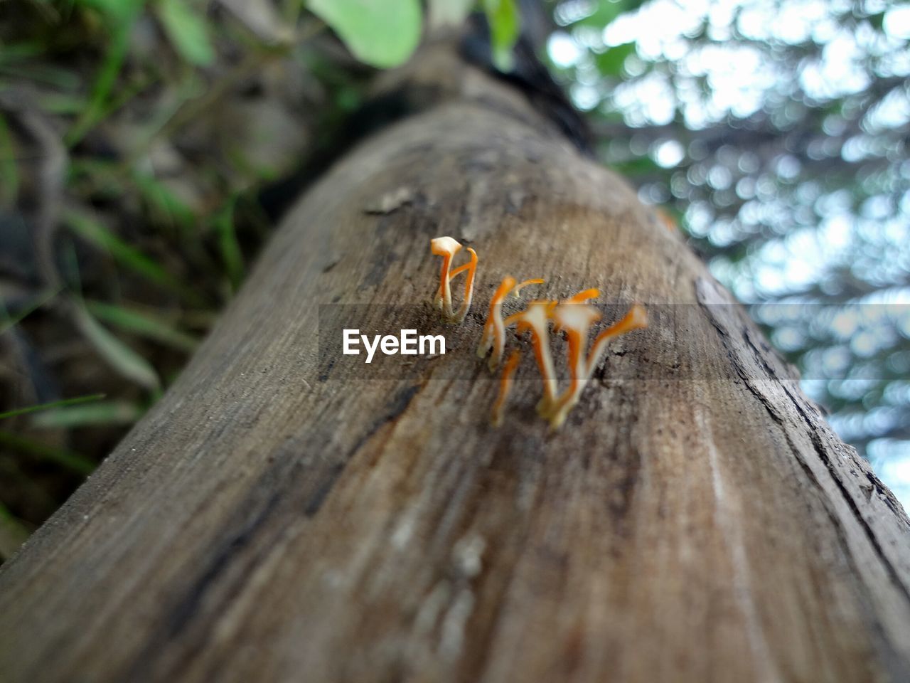 Close-up of bee on tree trunk