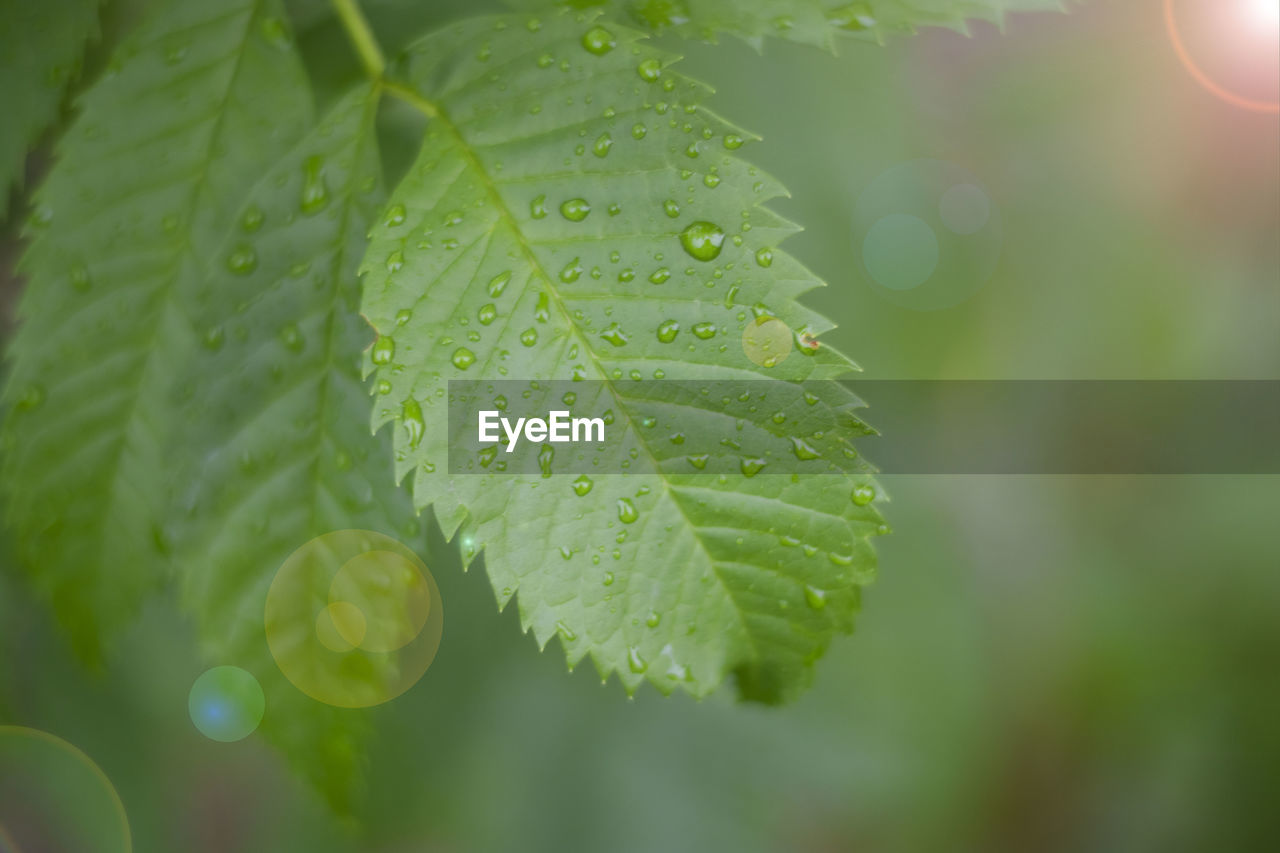 green, leaf, plant part, plant, drop, nature, wet, water, close-up, macro photography, beauty in nature, growth, freshness, sunlight, no people, dew, outdoors, moisture, selective focus, rain, tree, flower, environment, day, raindrop, lens flare, food and drink, focus on foreground, branch, tranquility, leaf vein, plant stem, backgrounds