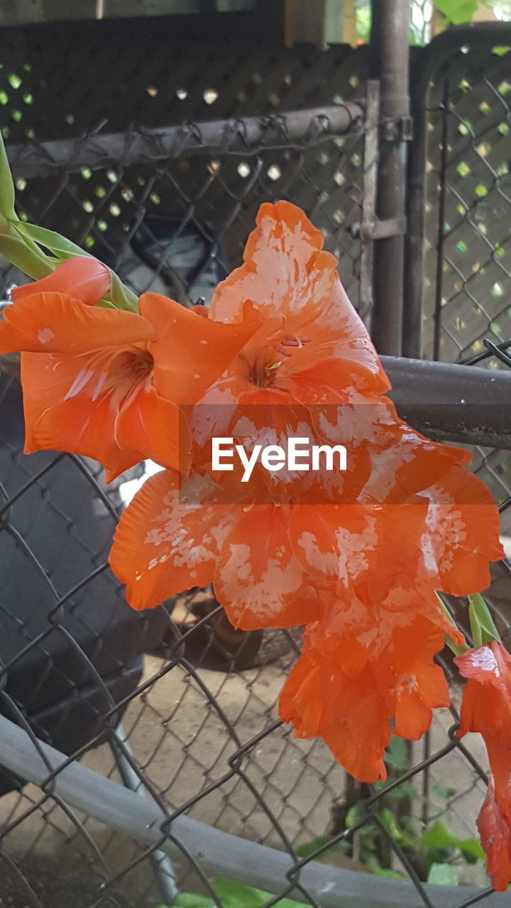 CLOSE-UP OF ORANGE FLOWERS