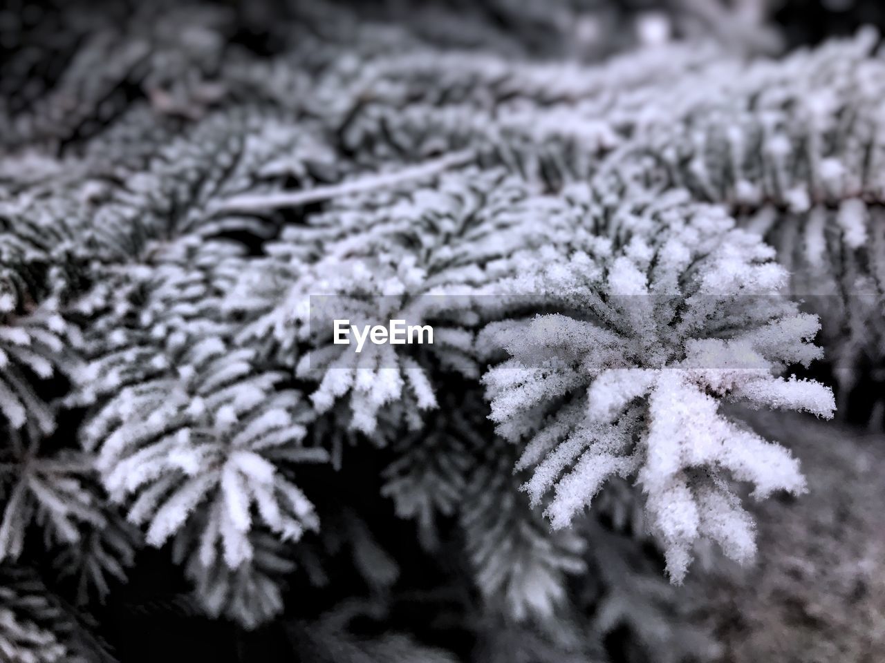 CLOSE-UP OF SNOW