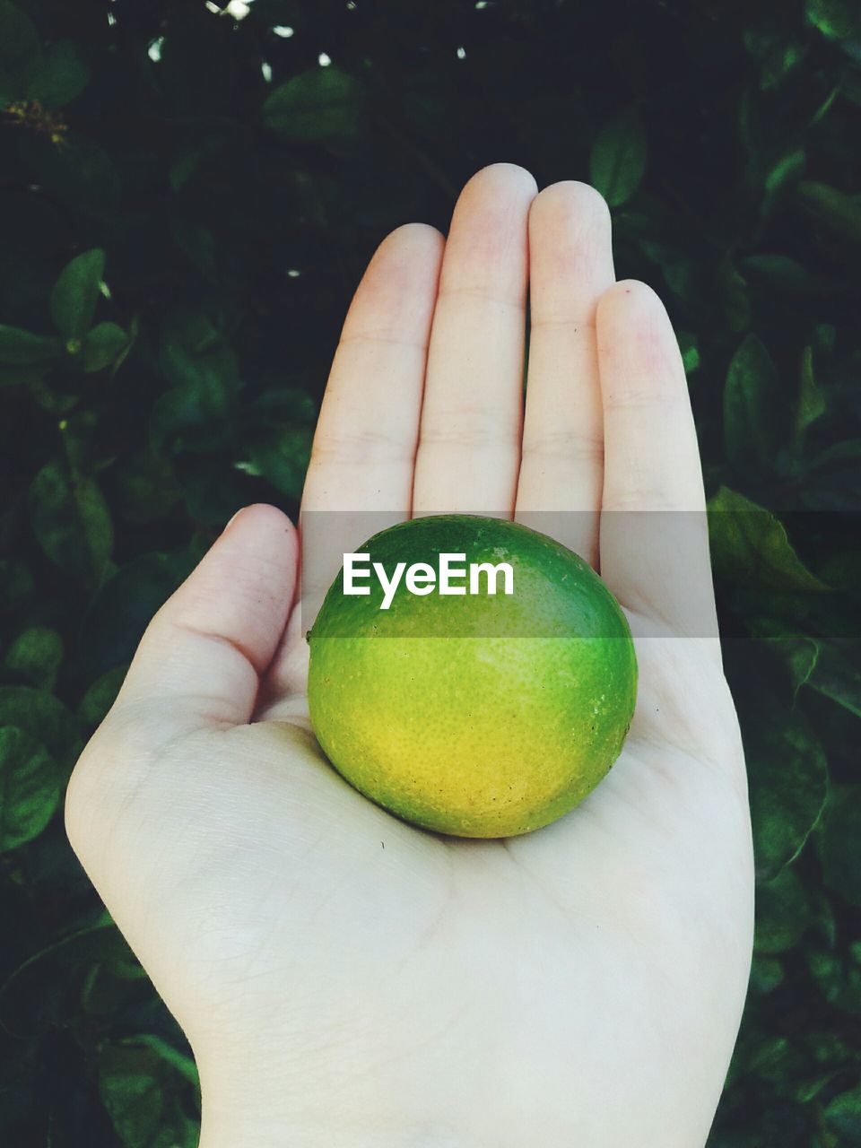 Close-up of person hand holding lemon