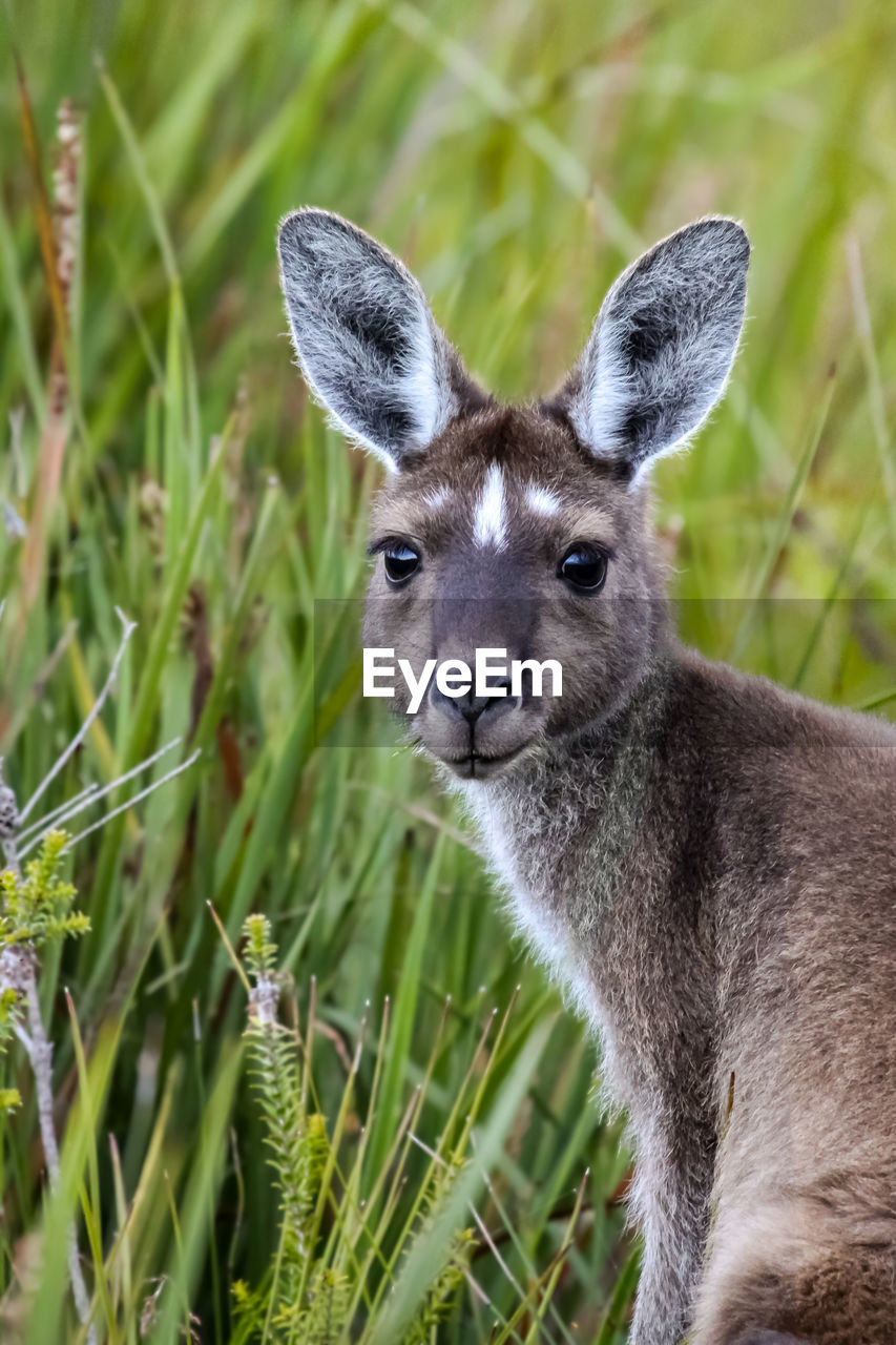 Close-up of a western grey kangaroo, facing, green background, walpole nornalup national park