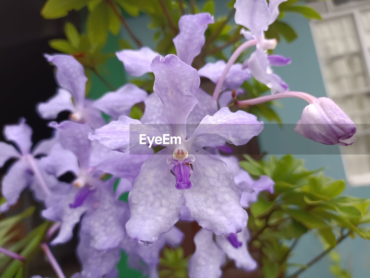 flower, plant, flowering plant, beauty in nature, freshness, fragility, growth, petal, close-up, purple, inflorescence, nature, flower head, focus on foreground, no people, springtime, blossom, day, outdoors, lilac, plant part, botany, leaf, orchid, selective focus