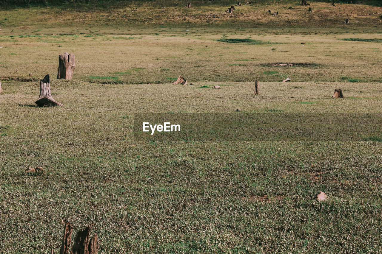 VIEW OF ANIMALS ON LAND