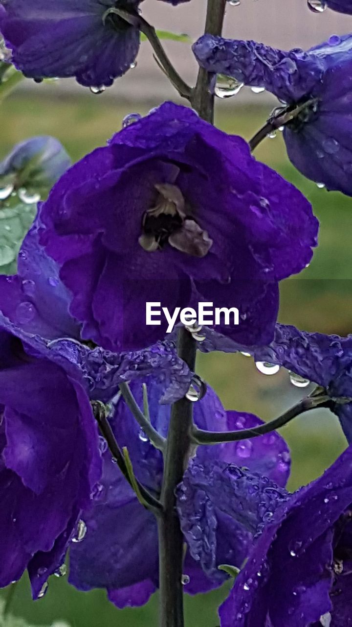 CLOSE-UP OF RAINDROPS ON PURPLE FLOWER