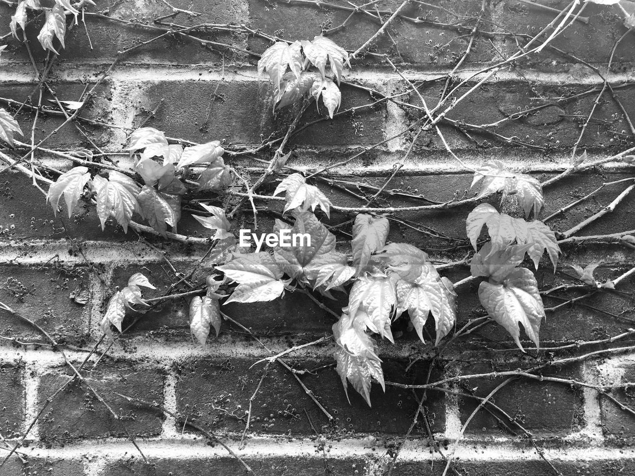 Close-up of vine growing on brick wall