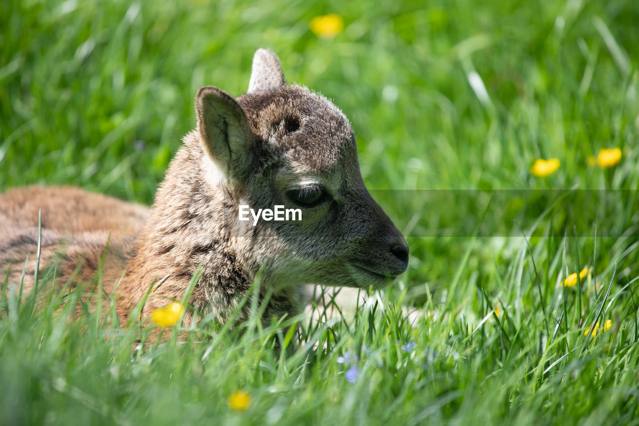 close-up of squirrel on grass