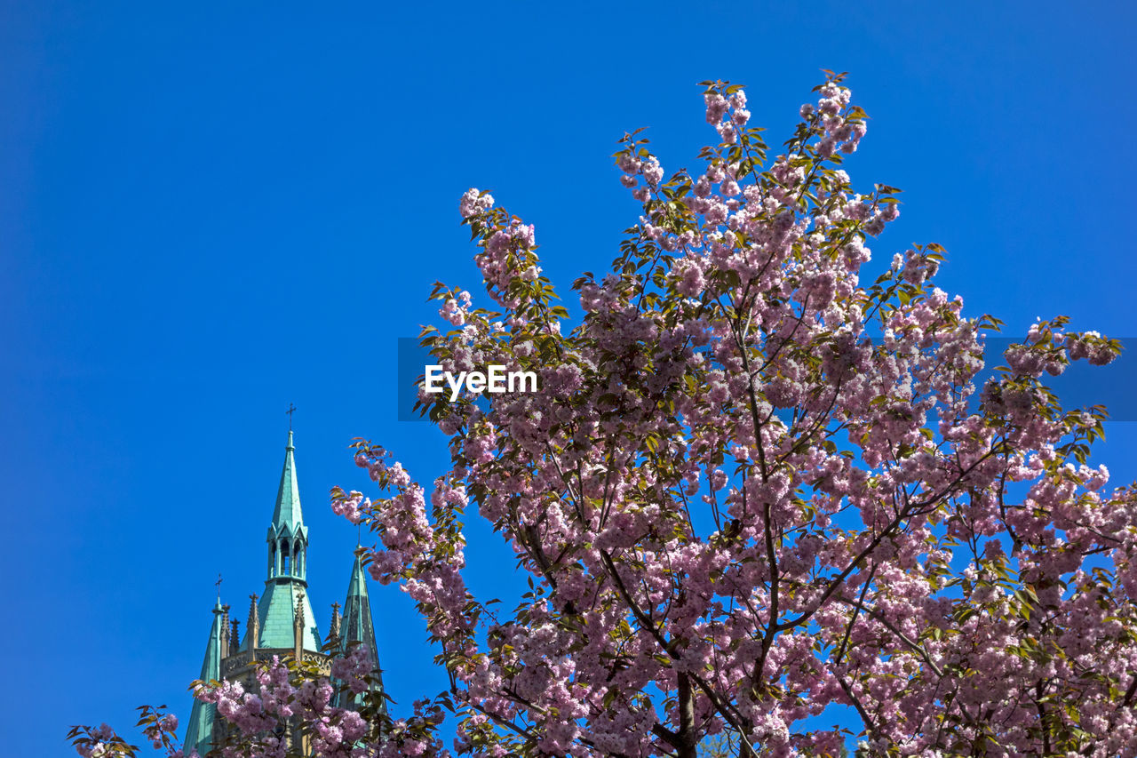 LOW ANGLE VIEW OF TREE AGAINST CLEAR BLUE SKY