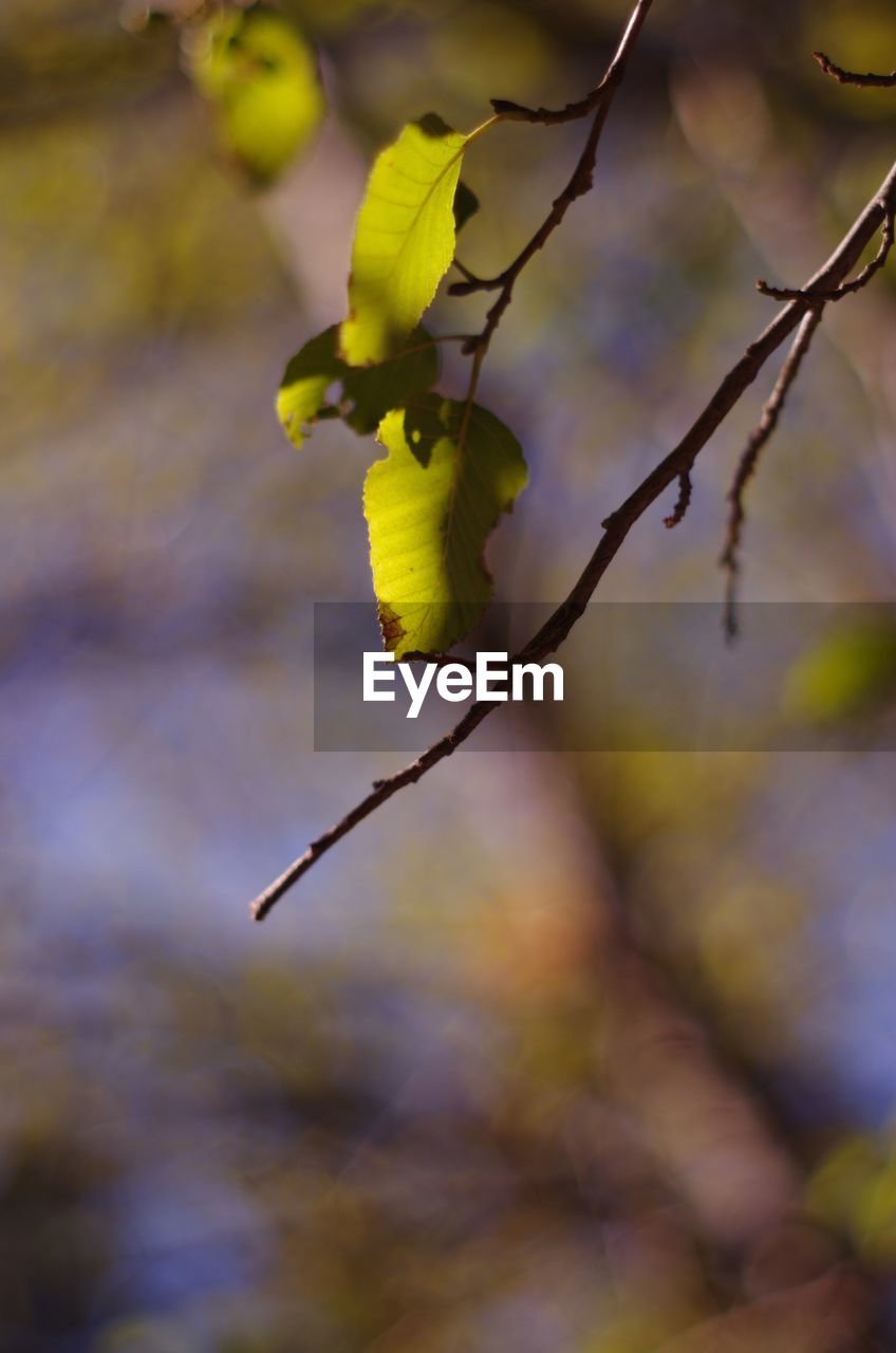 CLOSE-UP OF TREE BRANCH