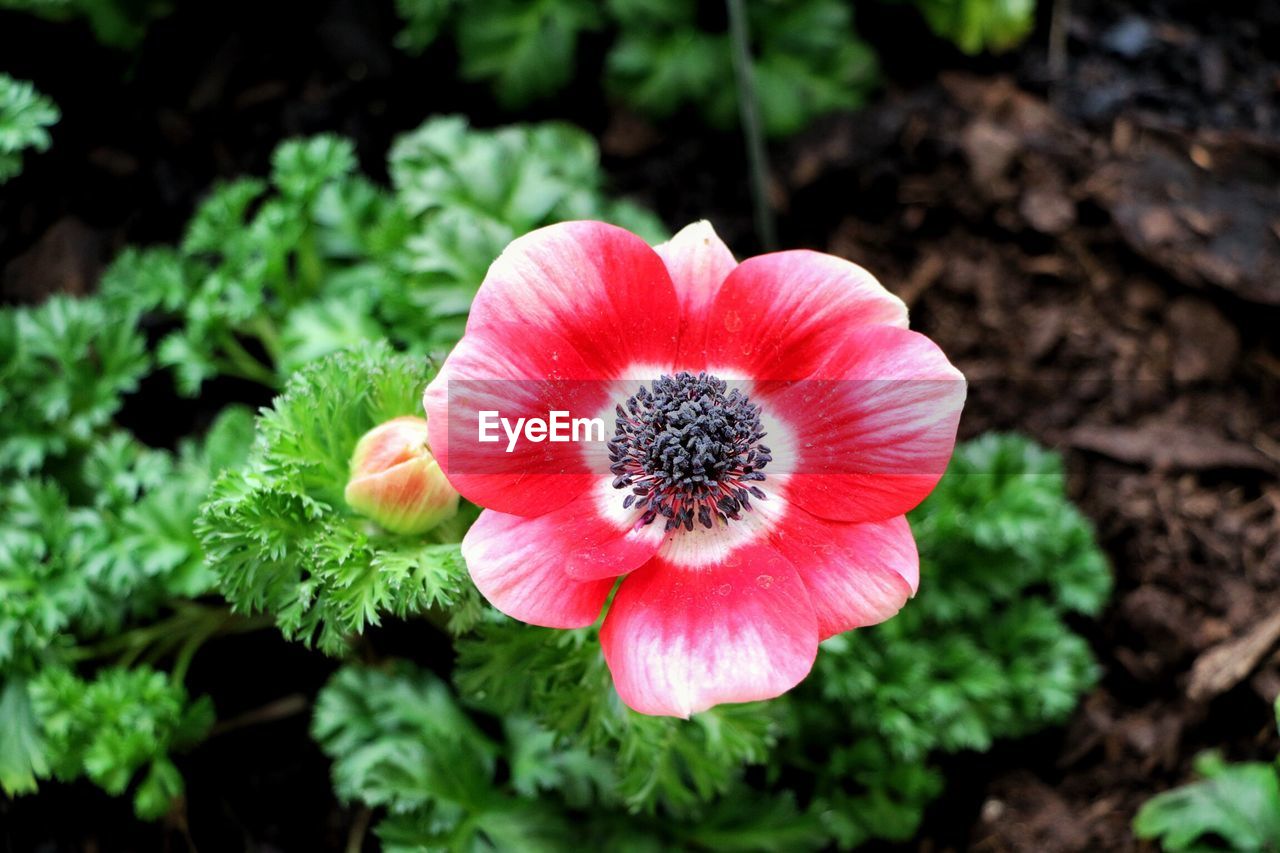 CLOSE-UP OF RED ROSE