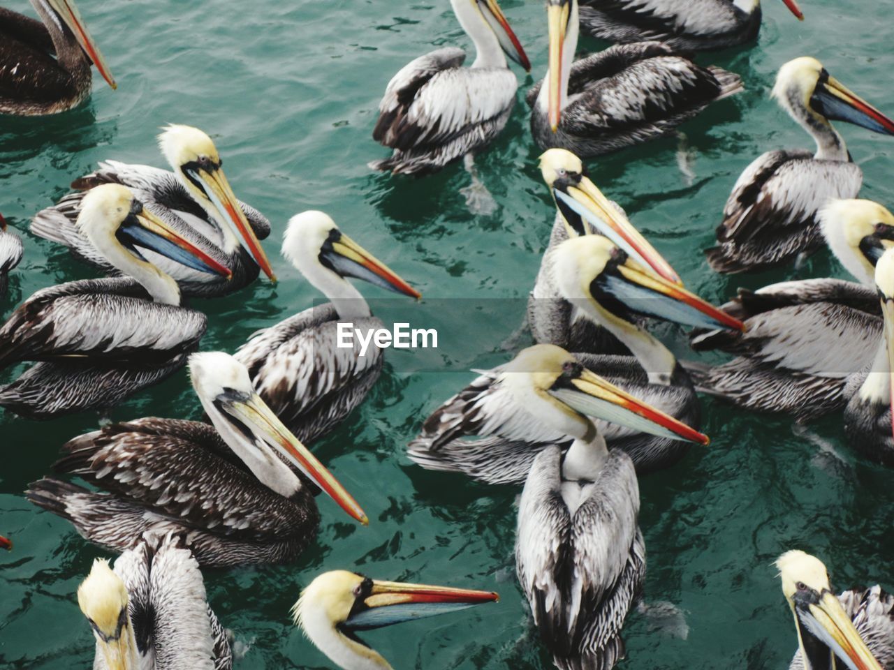 High angle view of pelicans swimming in sea