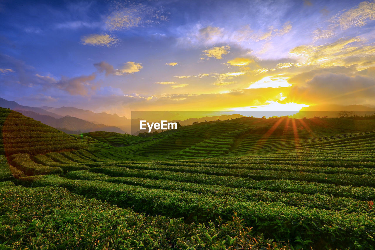The atmosphere in the long alahan tea garden, west sumatera, indonesia